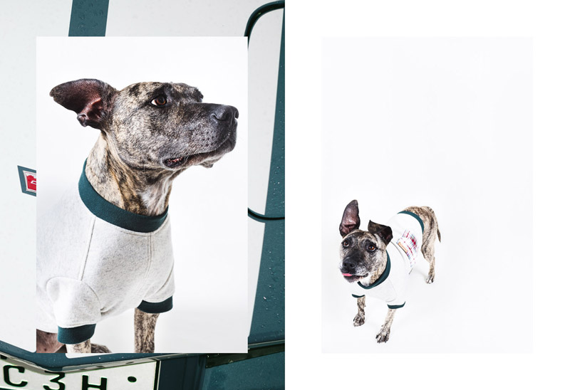 The Tailwaggers by Paul Aidan Perry 5