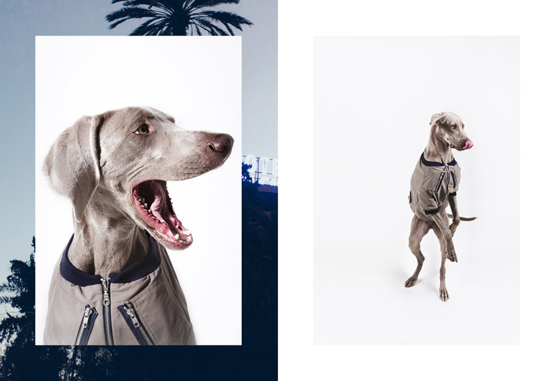 The Tailwaggers by Paul Aidan Perry 6