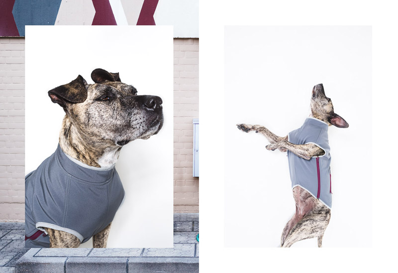 The Tailwaggers by Paul Aidan Perry 7