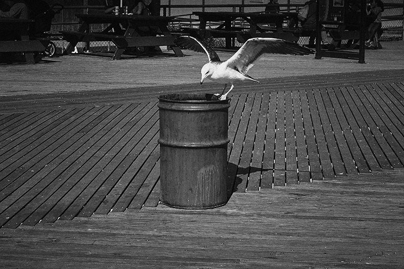 (1) VINCENT BINANT - OLGA VOROSILOVA - CONEY ISLAND - NEW YORK_DSC7759_mini