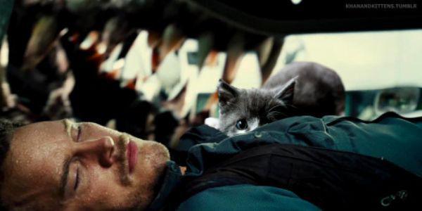 someone-replaced-all-of-the-dinosaurs-in-jurassic-park-with-cats-21-photos-13