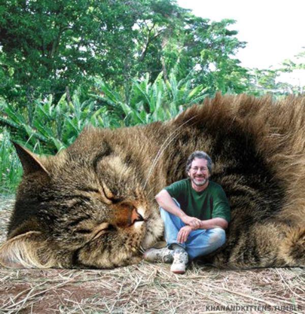 someone-replaced-all-of-the-dinosaurs-in-jurassic-park-with-cats-21-photos-8