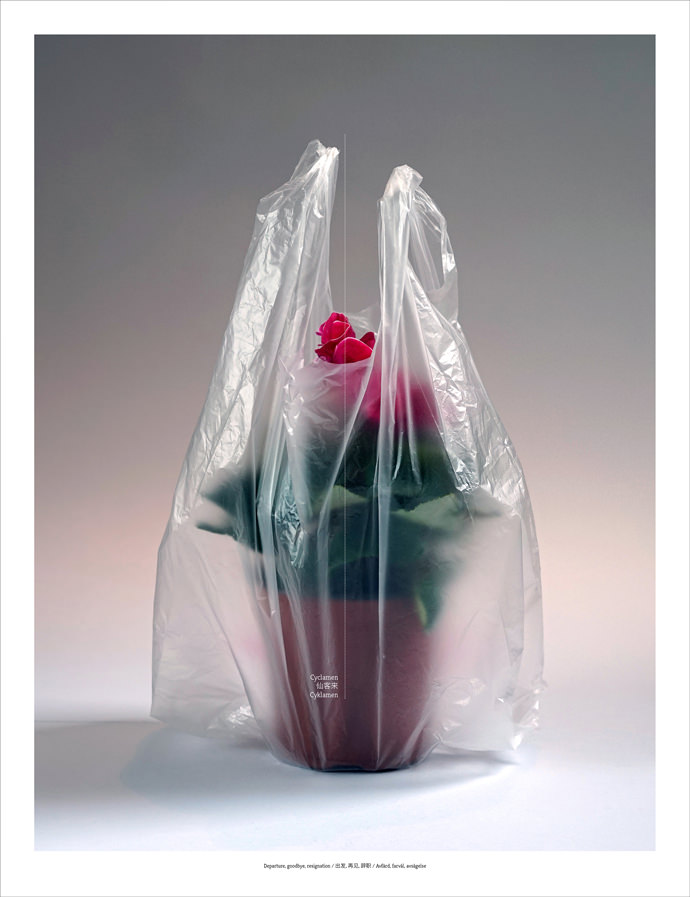 Floriography_Cyclamen_mini