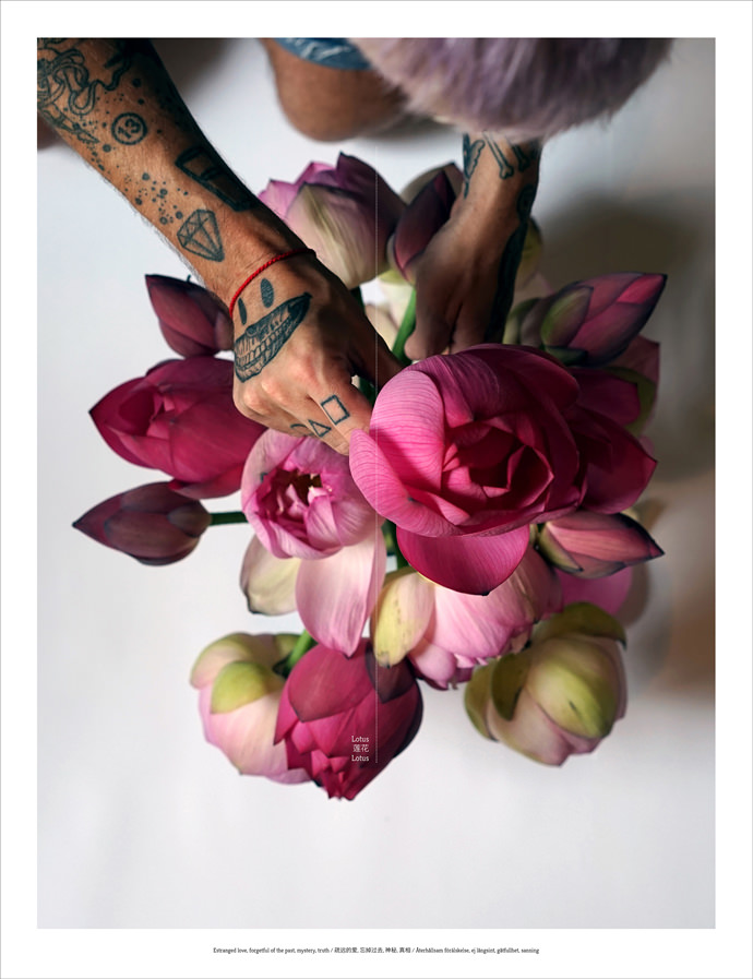 Floriography_Lotus2_mini