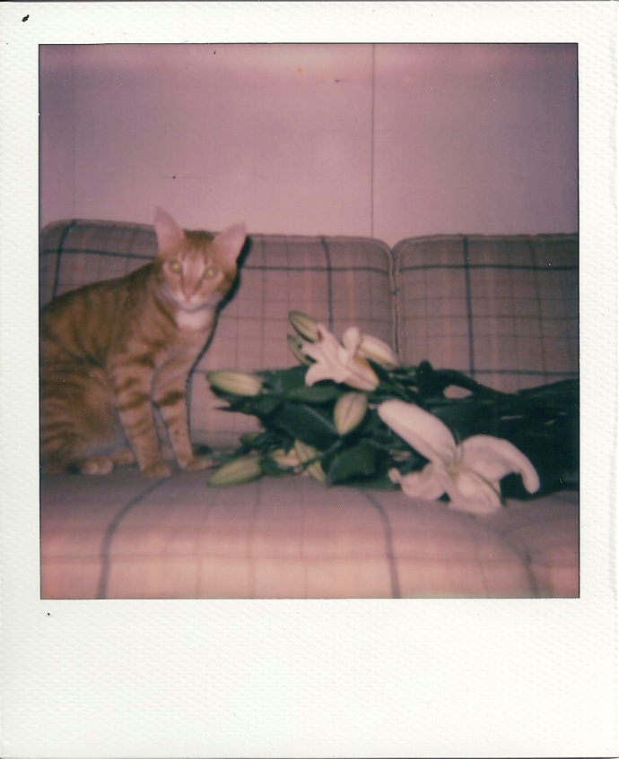 spiegelbild_costaskazantzis17